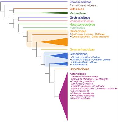 A Vernalization Response in a Winter Safflower (Carthamus tinctorius) Involves the Upregulation of Homologs of FT, FUL, and MAF